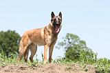 MALINOIS 701